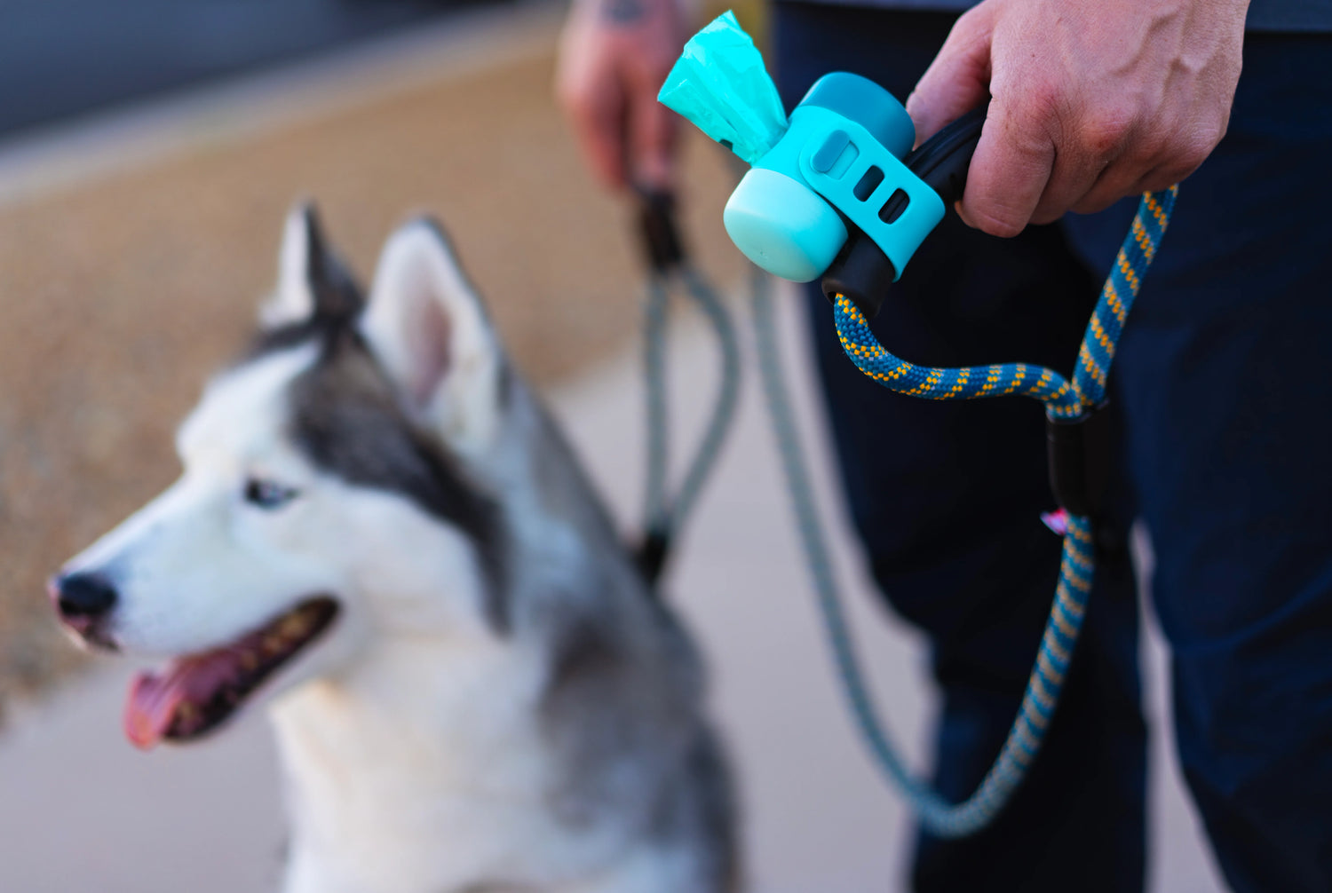 Husky on a rope leash with blue poop bag dispenser and bio recycle dog poop bags. 