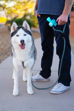 Husky out for a walk with a rope leash and poop bag dispenser firmly attached to the leash.