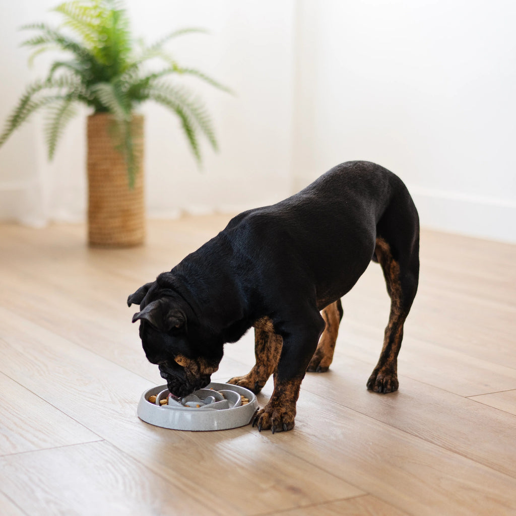 Flat nose dog eating from a low height light grey slow feeder
