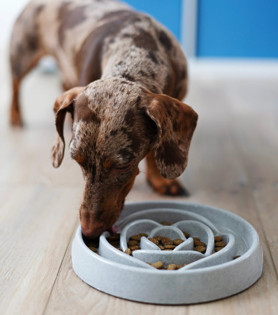 Dog eating from a modern pet bowl on a wooden floor. low rise slow feeder for cats and dogs.