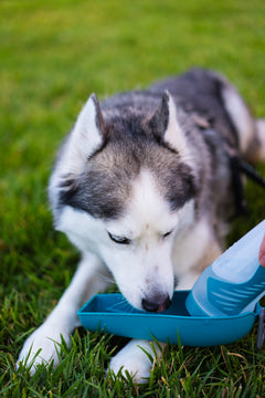 Husky drinking for flip up water bottle bowl.  