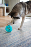 husky rolling the new treat dispensing wobble ball 
