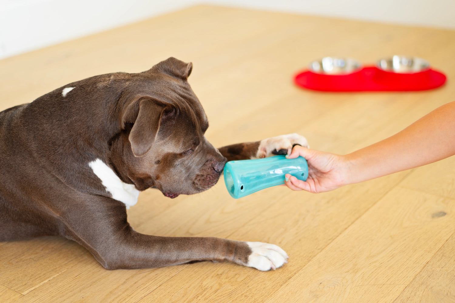 A bully  dog sniffing the soft flexible treat dispensing dog toy. 