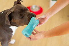 A bully Dog ready to chew on the soft durable treat dispensing dog toy.