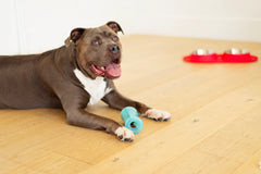 Brown and white dog holdin the new engagement dog toy that is great for treat dispensing. 