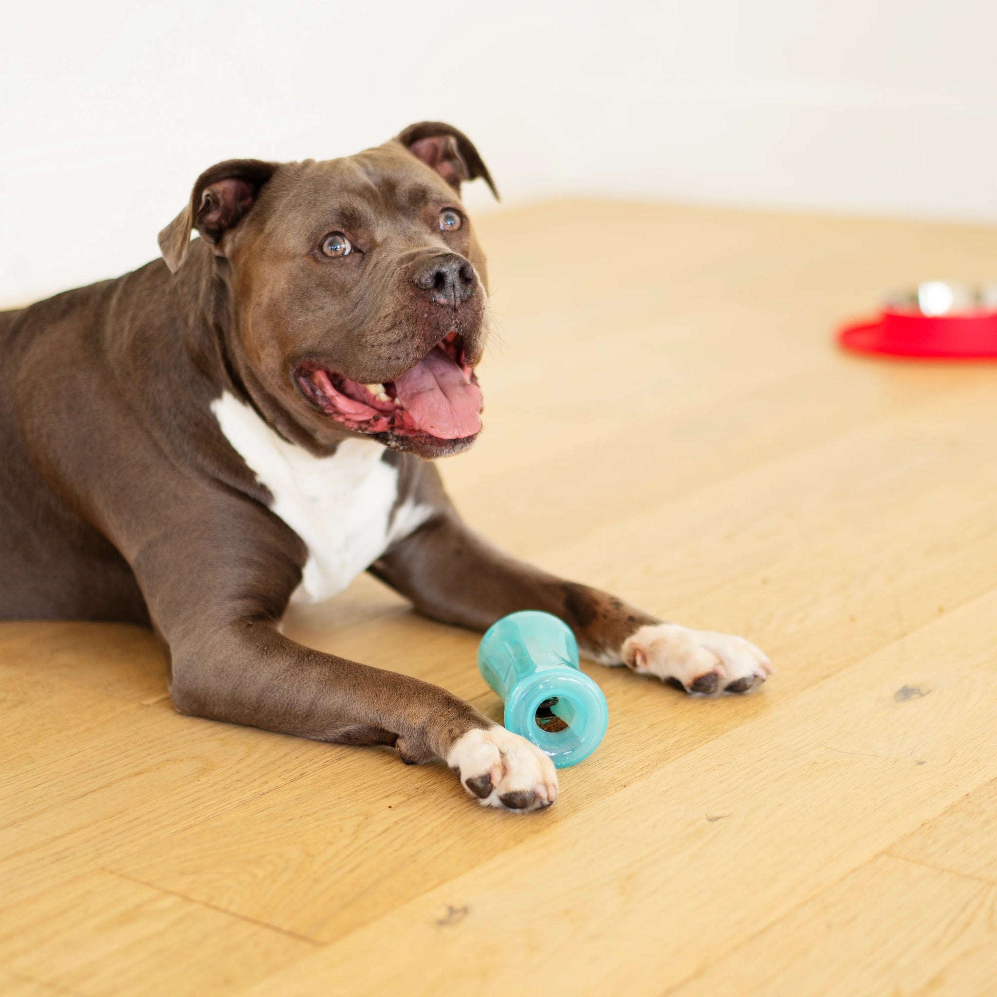 Totally Pooched Stuff'n Shake Barrel – MessyMutts