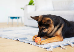 German Shepard holding the orange ball designed to help reduce plaque build up. 