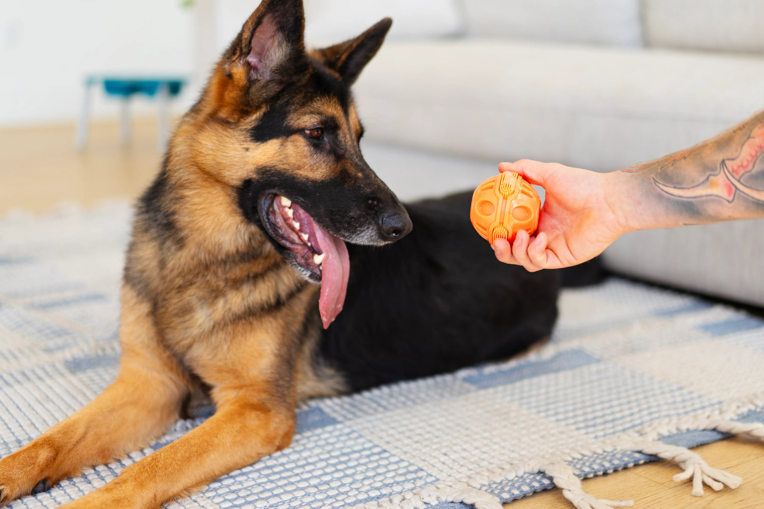 German Shepard with tongue hanging out eyeing up the orange dental ball. 