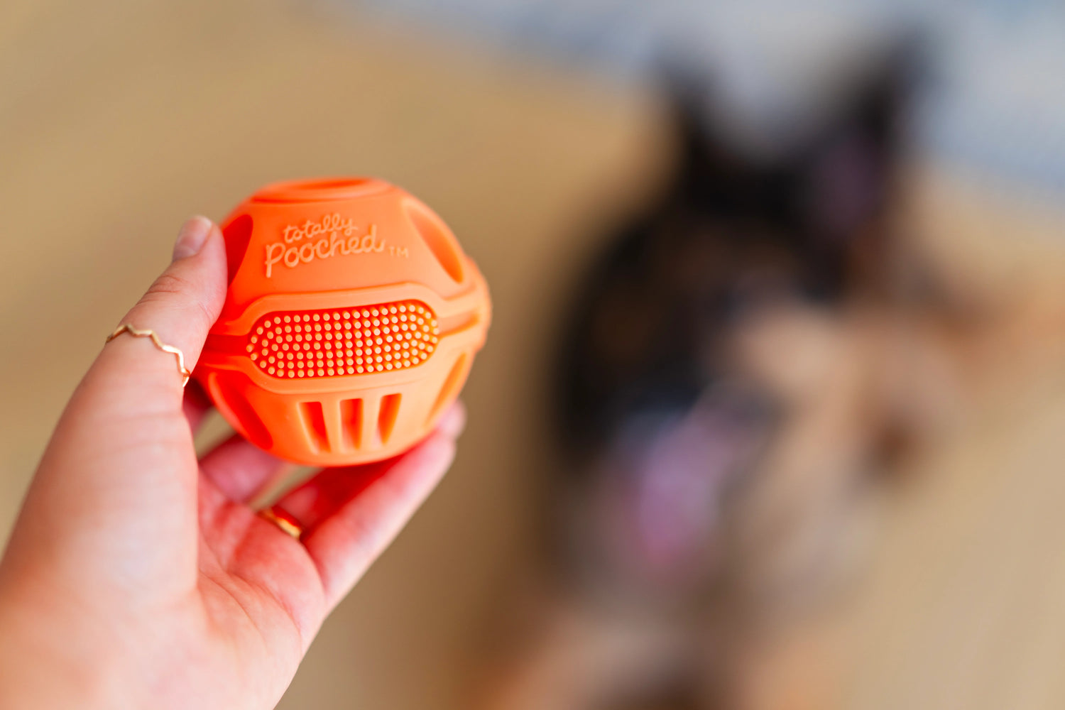 Close up prepping to offer the orange dental ball to a German Shepard. 