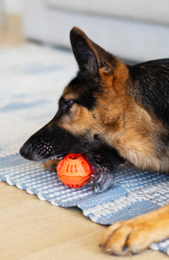 German Shepard chewing on the orange dental ball.  