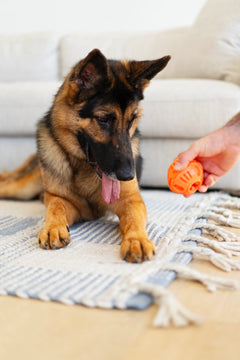 Orange ball being dropped in from of brown and black German Shepard.