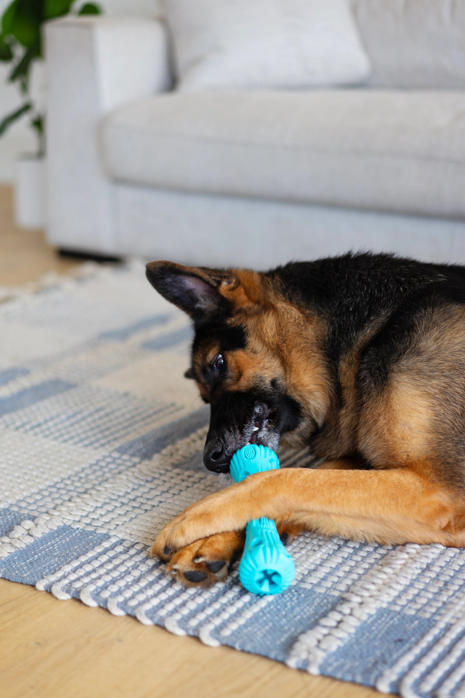 German Shepard biting down on dental dog toy. Clean teeth!