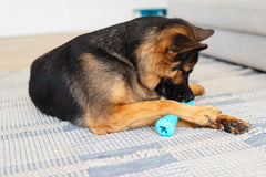 German Shepard holding the teal dental toy between paws nibbling and cleaning their teeth. 