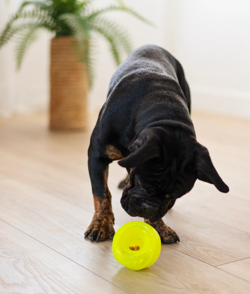 Treat filled rubber dog toy rolling on wooden floor. Chew tough