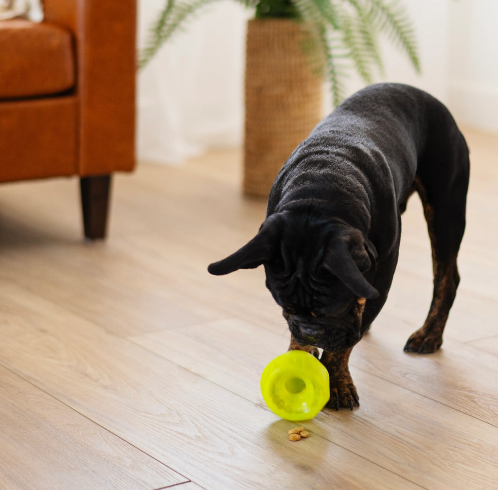 Dog playing with a green toy on a wooden floor.