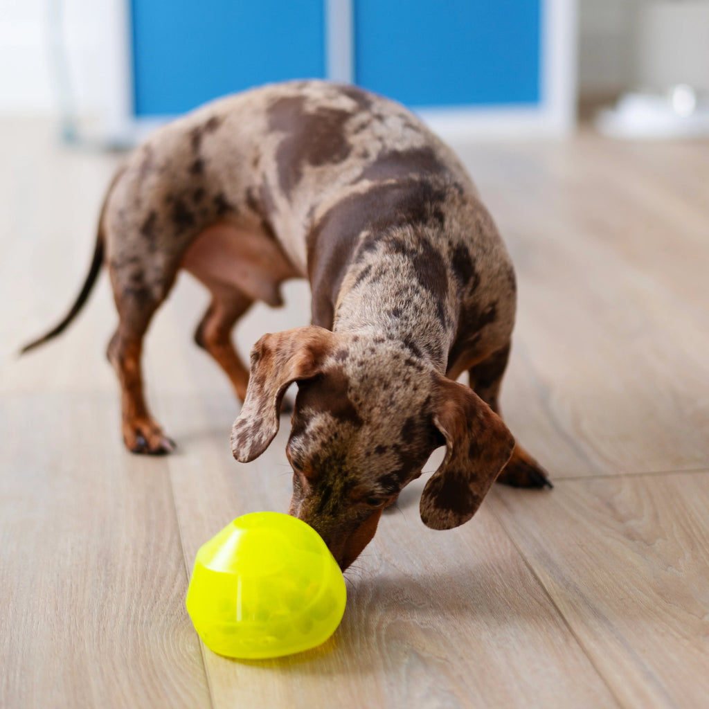 Dachshund playing with a green ball on a wooden floor. looking for dog treats!