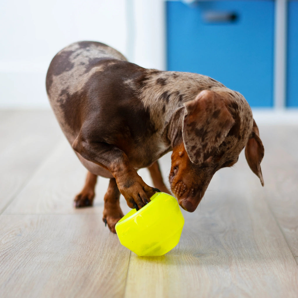 Dachshund playing with a green wobble ball dog toy on a wooden floor .