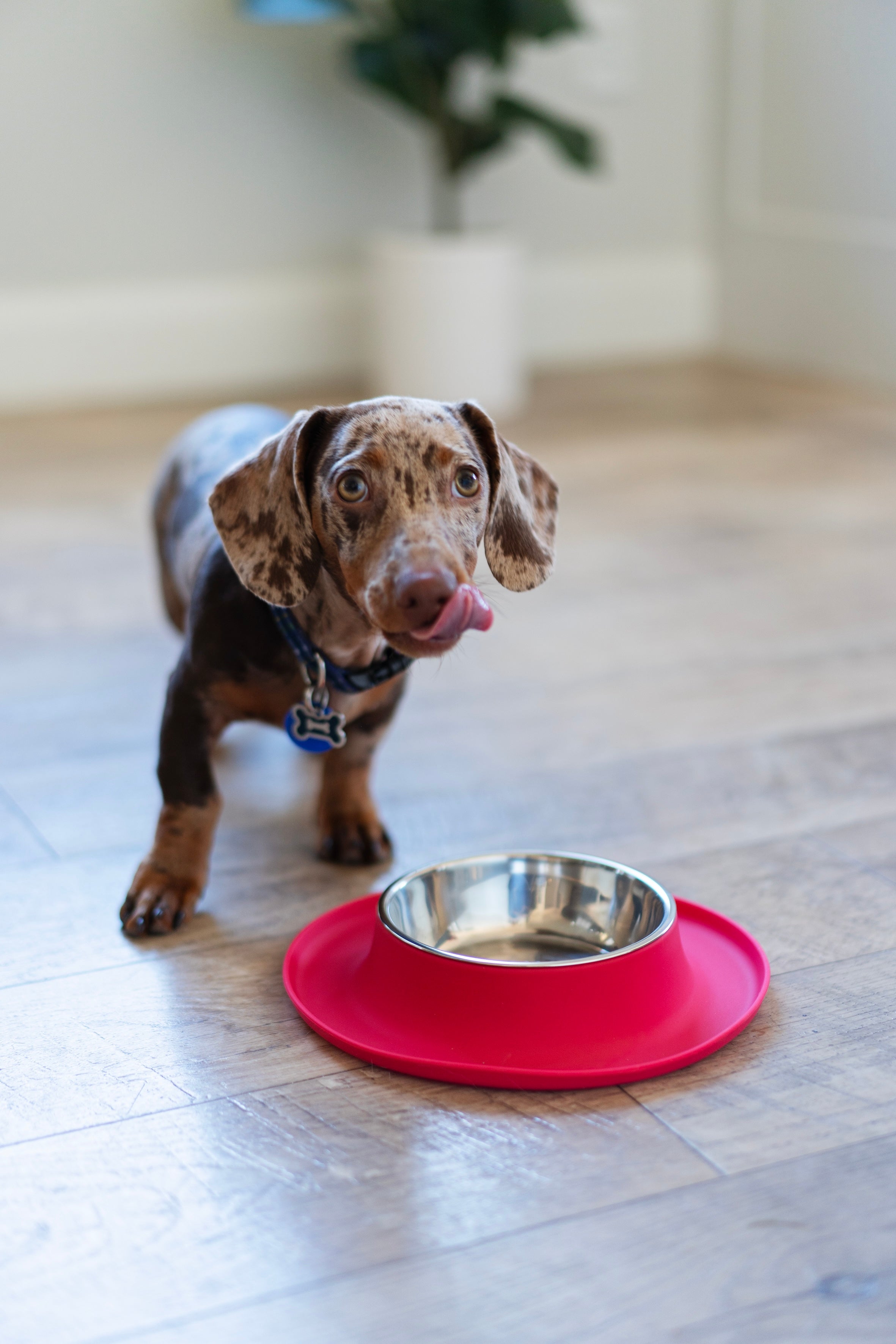 Dog with bowl best sale