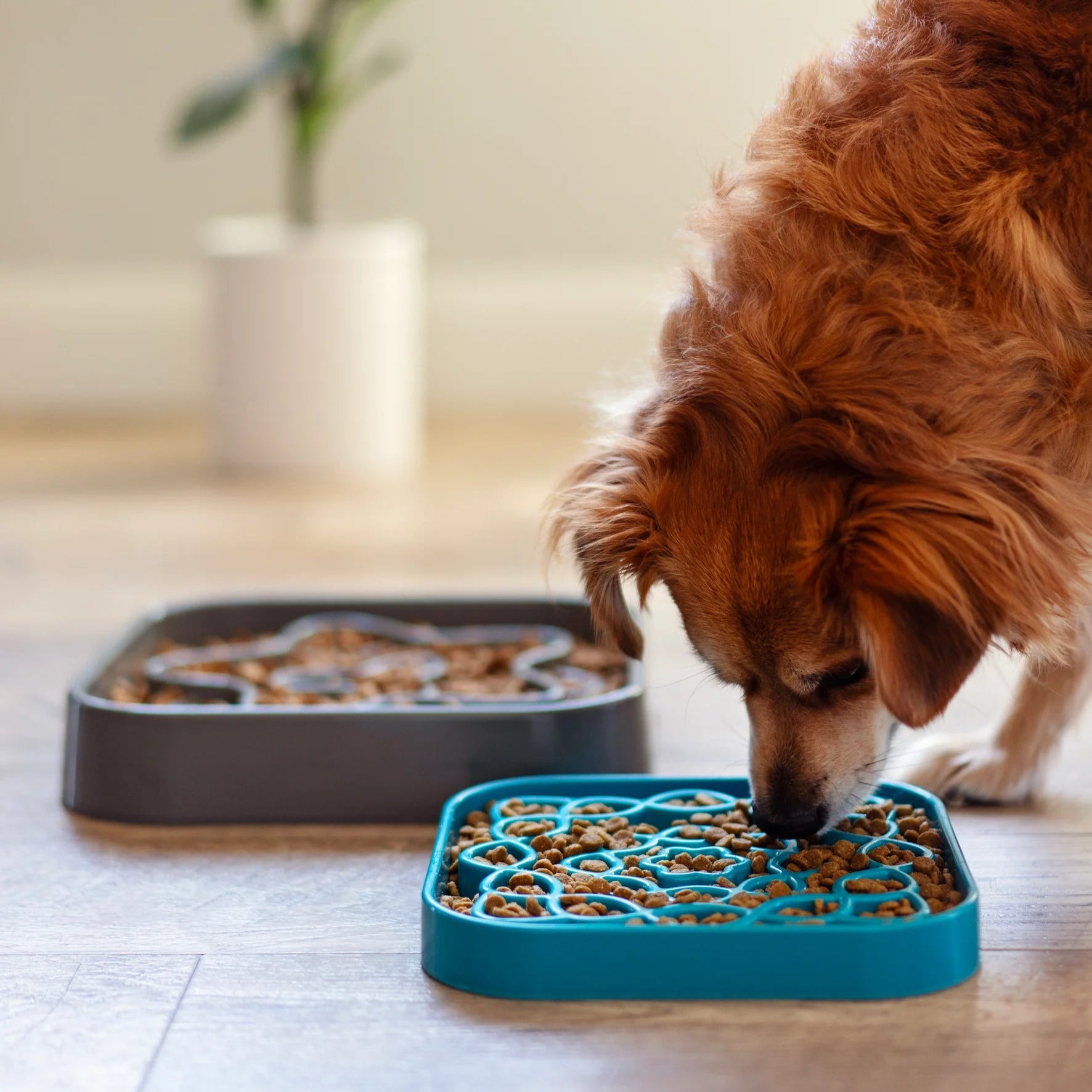 Dog food slow sales feeder