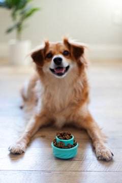 Cute dog about to dig into the small blue interactive mushroom dog toy. 