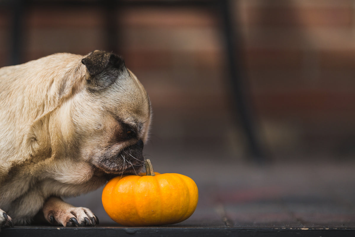 Pumpkin Tummy Tamers