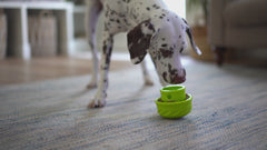 Dalmatian playing with interactive dog toy that wobbles and is ideal for meals as well. 