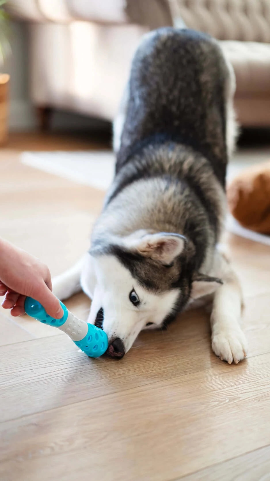 Huskey enjoying a squeky durable dog toy.  Perfect for treats in the ends. 