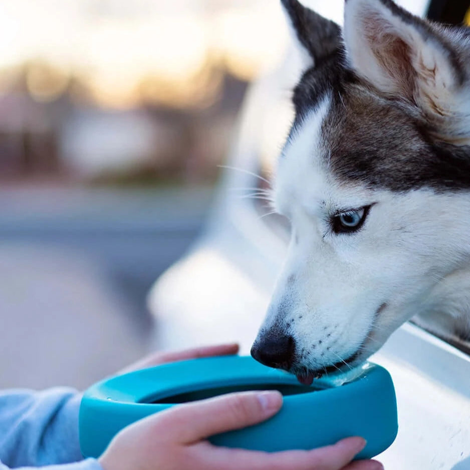 Husky drinking from a car window from a blue spill resistant silicone dog bowl.