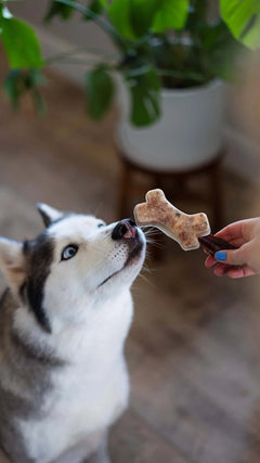 Husky dog smelling a homemade popsicle with a bully stick 