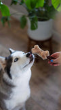 Husky dog smelling a homemade popsicle with a bully stick 